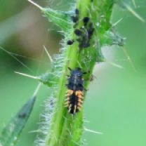 Harlequin Ladybird larva Harmonia axyridis